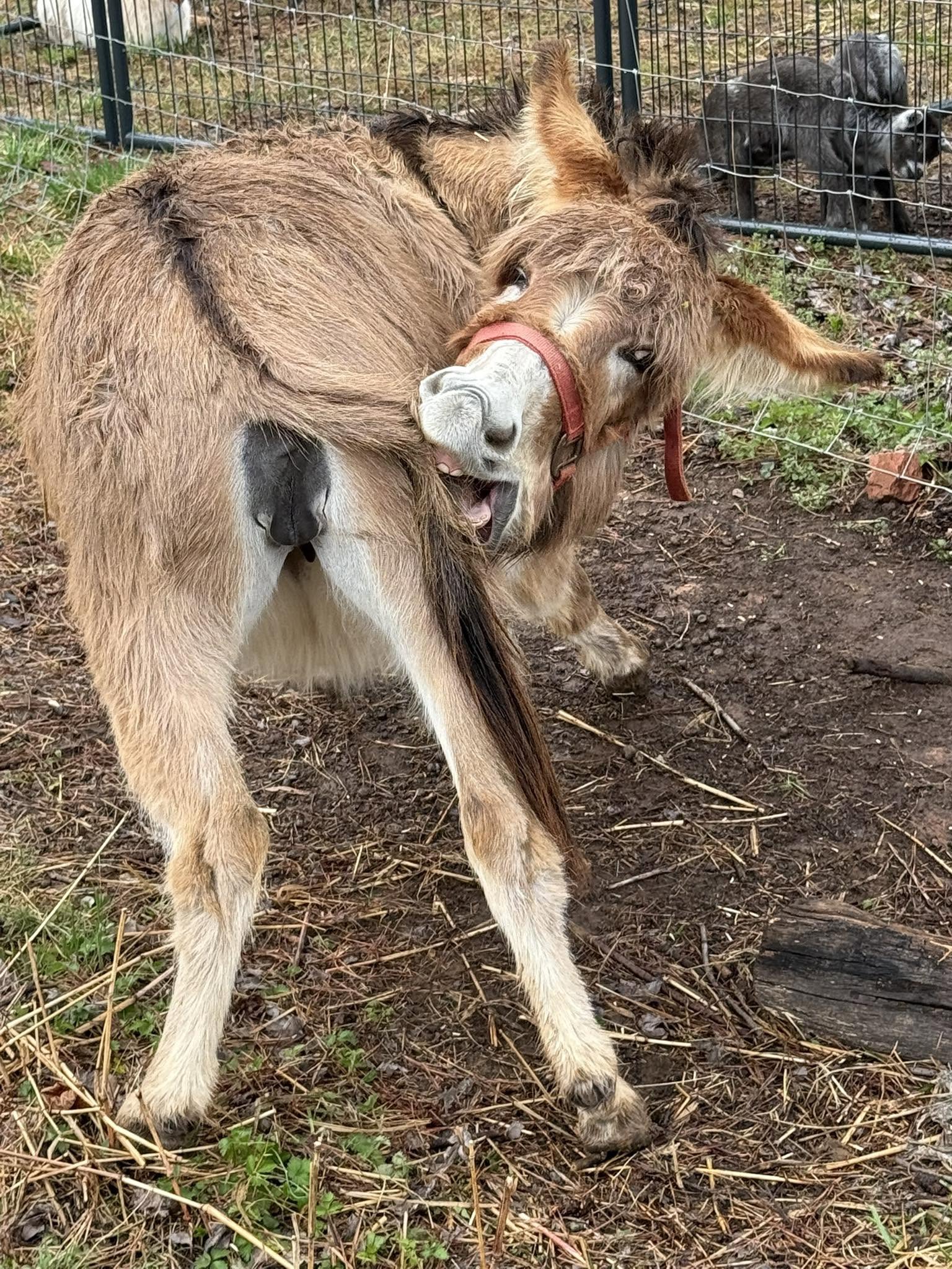 A donkey enjoying life at Harper Farm.
